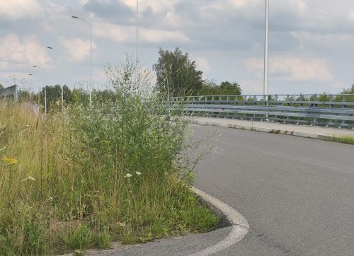 Zarośnięte skrzyżowanie przy S7. Czytelniczka alarmuje: „Widoczność jest tragiczna”