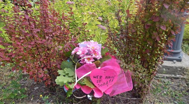 Dzień samotnego bukietu. Kwiaty na ulicach Szydłowca wołały „Przygarnij mnie”