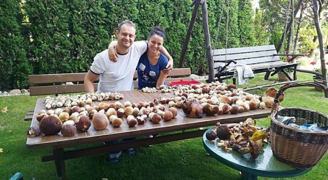 Szaleństwo grzybobrania