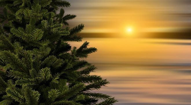 Choinka – prawdziwa czy sztuczna?