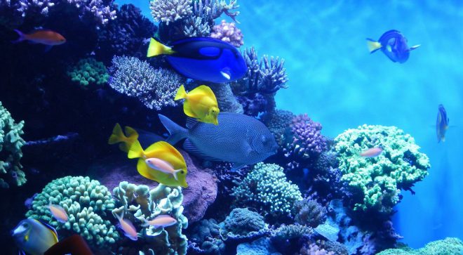 Jak założyć akwarium – krok po kroku