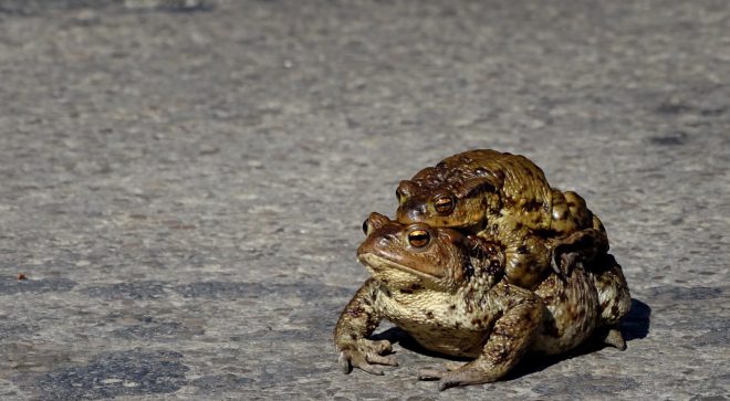 Powraca temat masakry płazów na drodze w Aleksandrowie