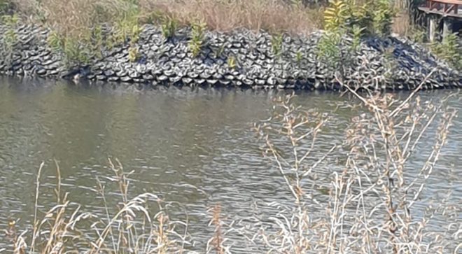 Mieszkańcy mają dość. Sami chcą uporządkować teren wokół stawu św. Jana w Chlewiskach.