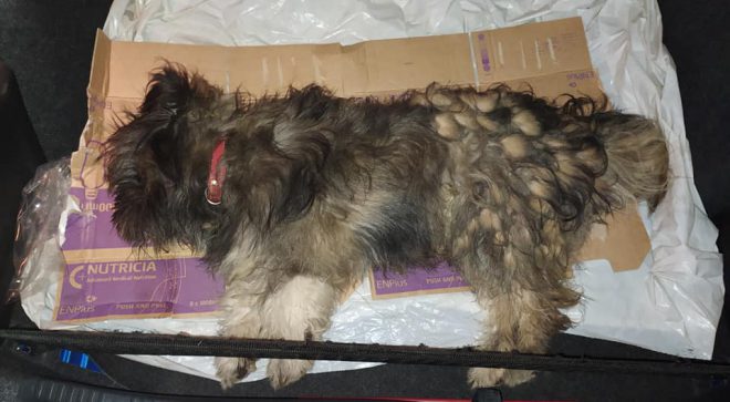 Potrącony pies i znieczulica służb