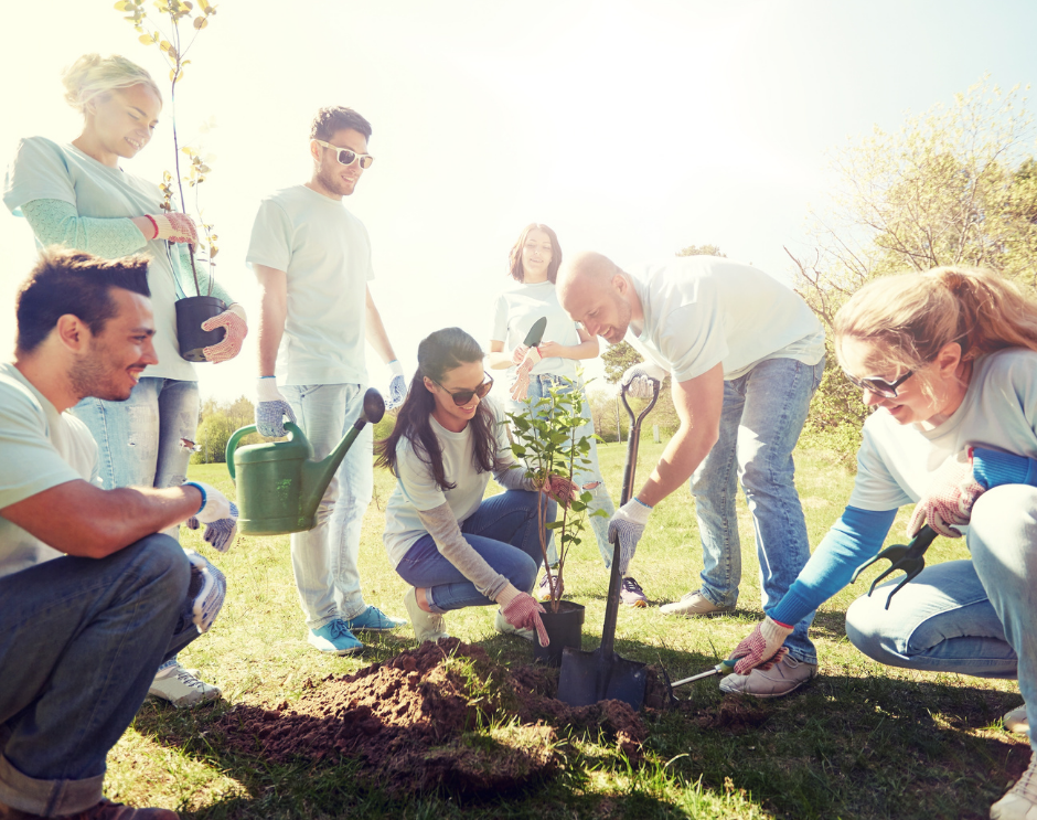 Jubileuszowe drzewa w Szydłowcu? Jubileuszowe drzewa w Szydłowcu?