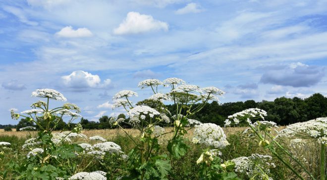 Barszcz Sosnowskiego – niebezpieczny olbrzym