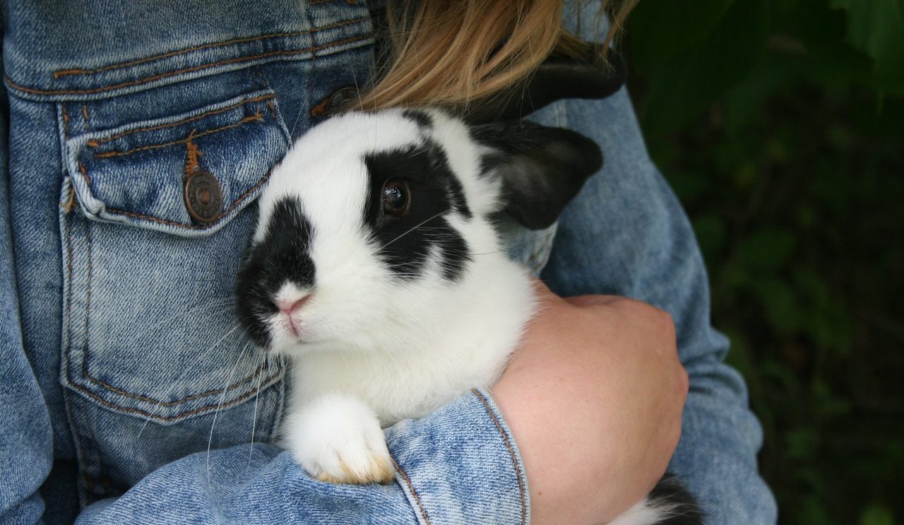 Wyprawka dla królika – co warto przygotować dla nowego pupila?