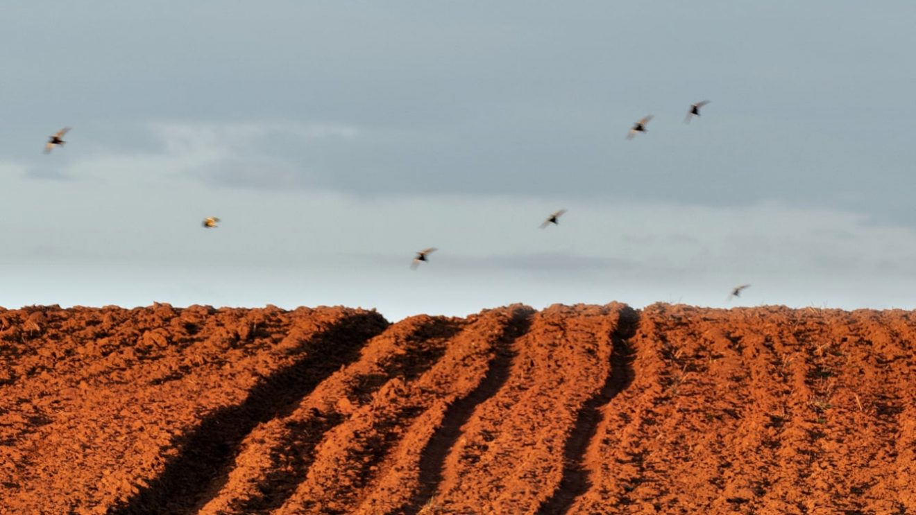 Zapraszamy na wernisaż wystawy „Czerwona Ziemia – zapis”