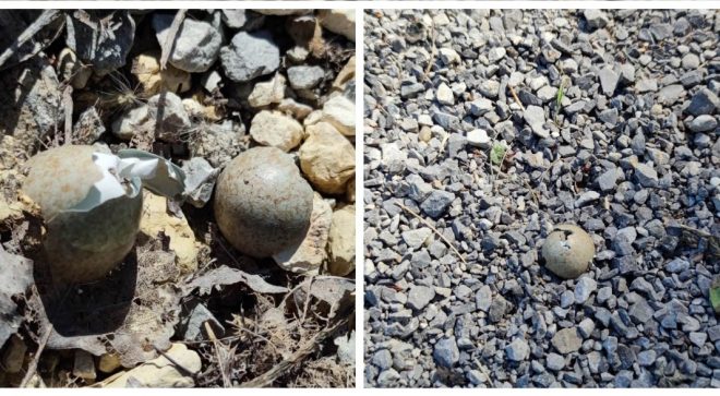 Wylęg ptaków chronionych nad zalewem w Szydłowcu