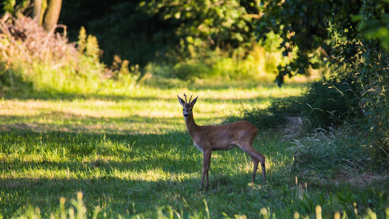 Mazowsze zaprasza do lasu i parku
