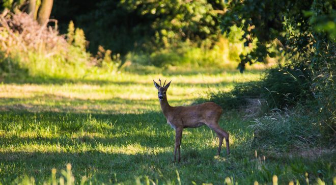 Mazowsze zaprasza do lasu i parku