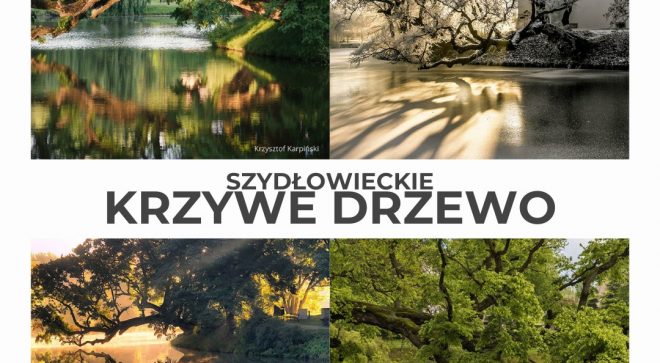 Głosuj na szydłowieckie „krzywe drzewo”