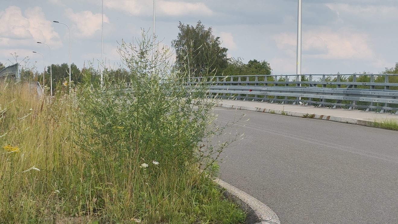 Zarośnięte skrzyżowanie przy S7. Czytelniczka alarmuje: „Widoczność jest tragiczna” Zarośnięte skrzyżowanie przy S7. Czytelniczka alarmuje: „Widoczność jest tragiczna”