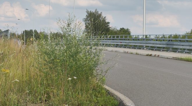 Zarośnięte skrzyżowanie przy S7. Czytelniczka alarmuje: „Widoczność jest tragiczna”