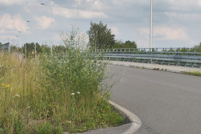 Zarośnięte skrzyżowanie przy S7. Czytelniczka alarmuje: „Widoczność jest tragiczna”